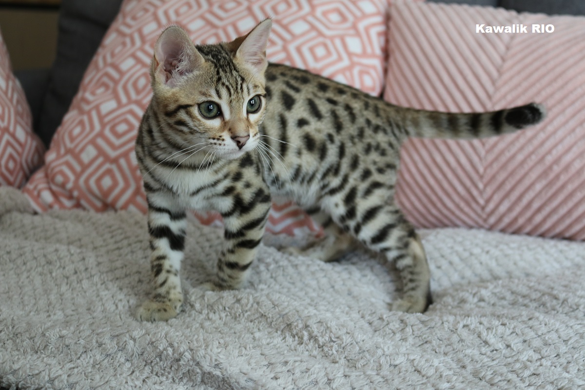 chaton bengal